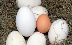 Wiejskie jajeczka od szczęśliwych kurek