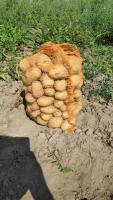 Ziemniaki jadalne - odmiana Denar