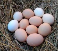 Swieze jajka wiejskie